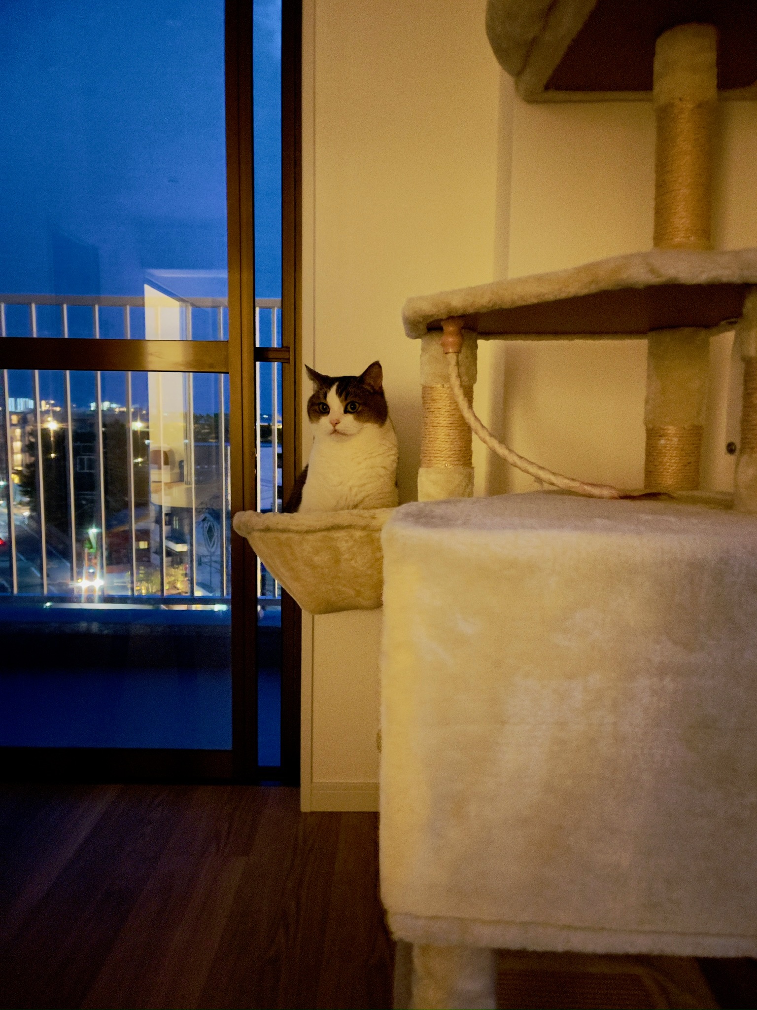 夕暮れの窓辺で外を眺める猫