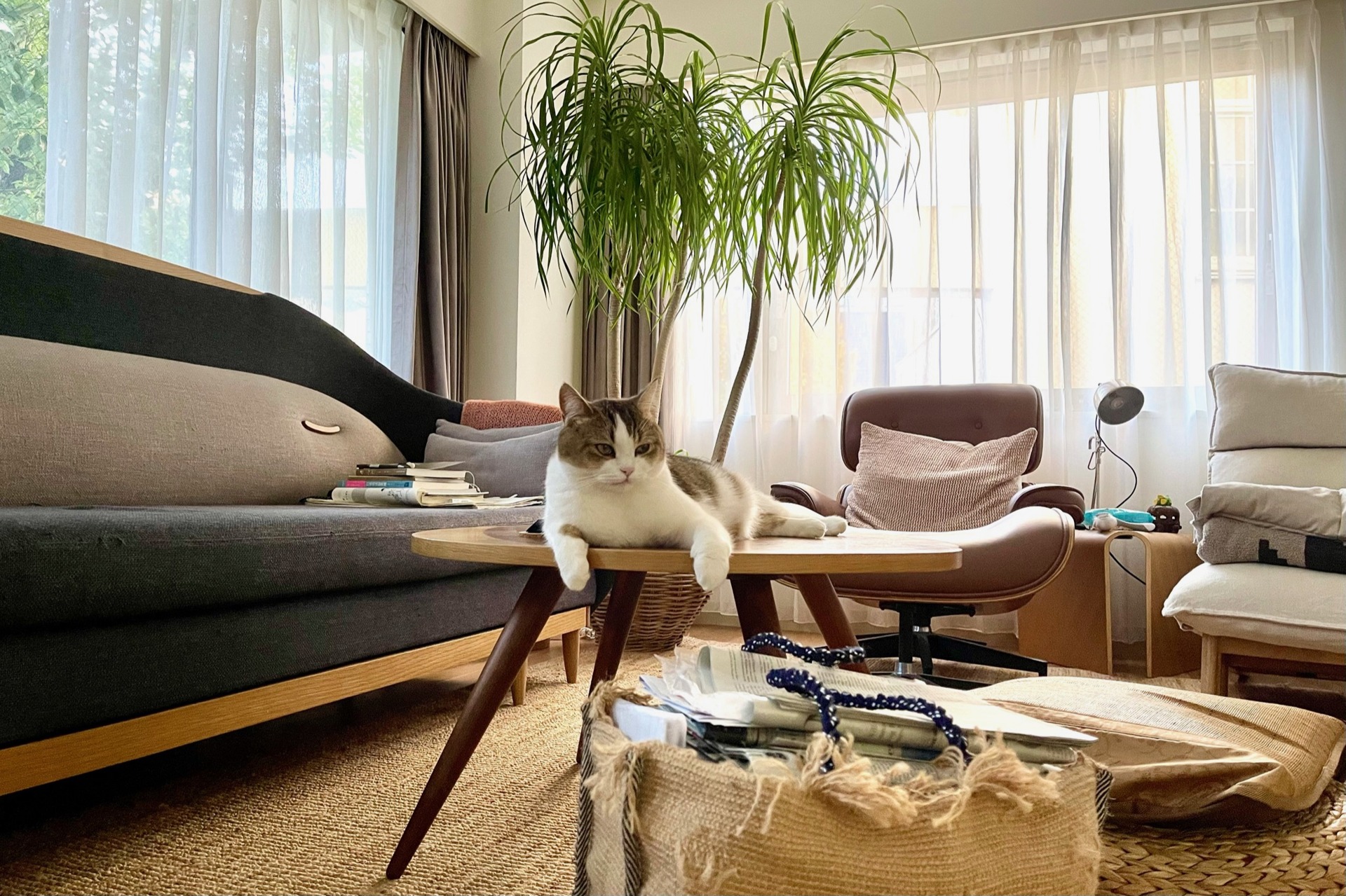 ソファと革張りの椅子に囲まれた木のテーブル、その上でくつろぐ猫