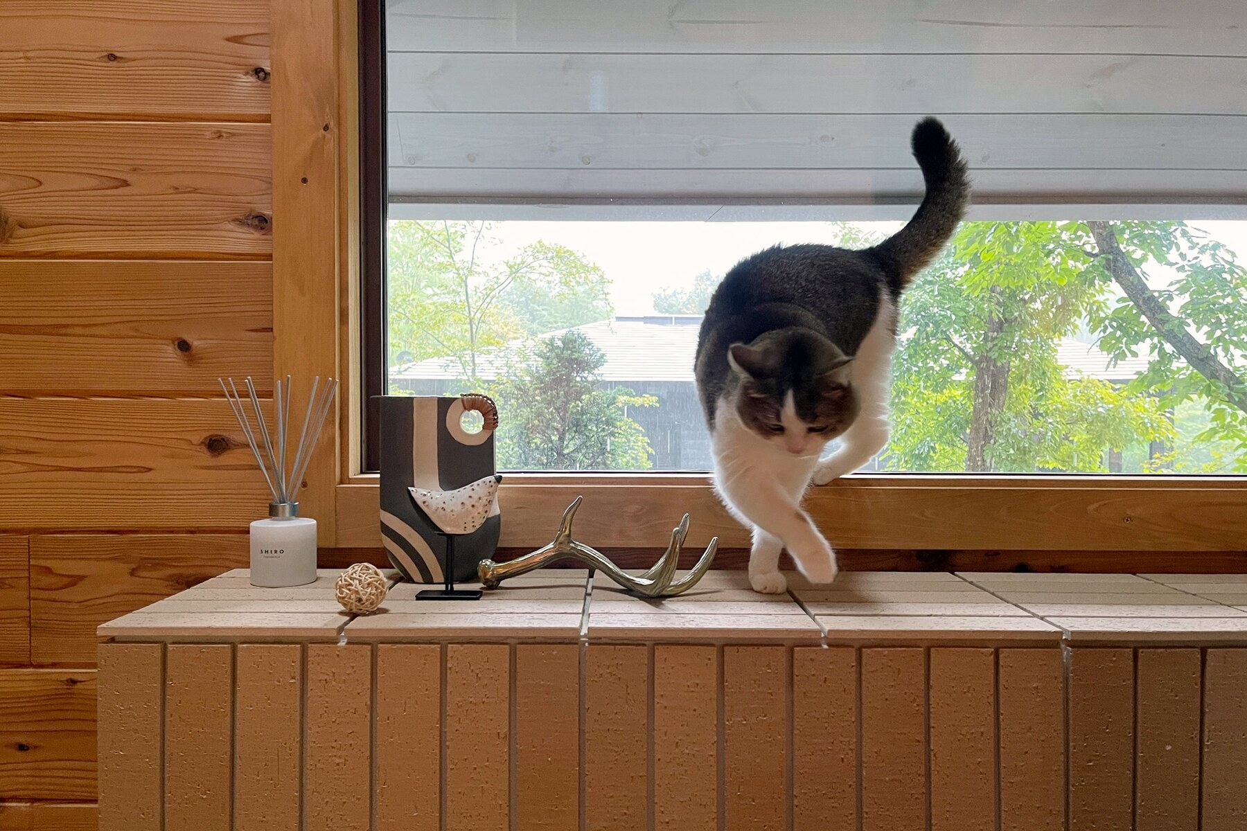 窓辺を歩く猫。木の室内に暮らしが重なる一場面。